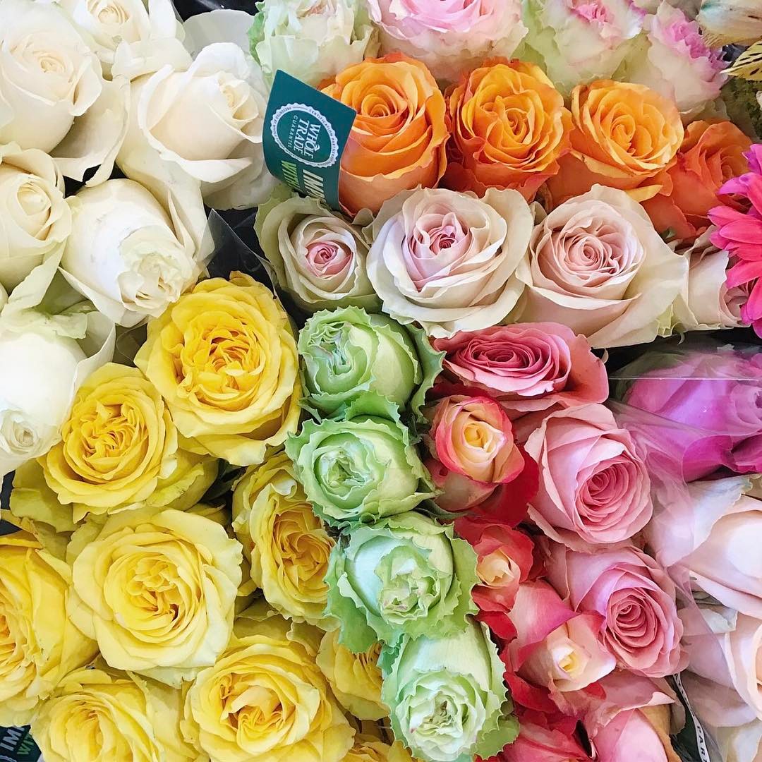 Whats your favorite rose color?! Im loving light green gardenhellip